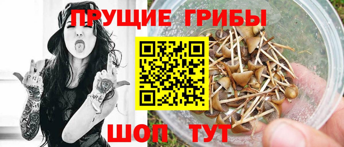 Галлюциногенные грибы Cubensis Мурино